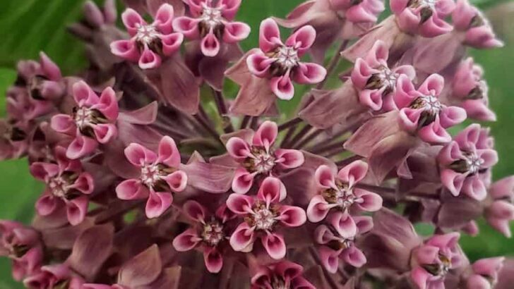 Want More Monarchs? Plant Milkweed In Your Garden!