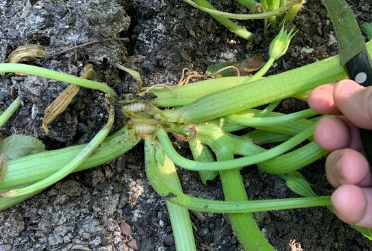 Homestead Blog Hop Feature - Managing Common Insect Pests