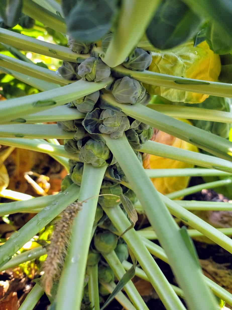 Brussels Sprouts Stalk 