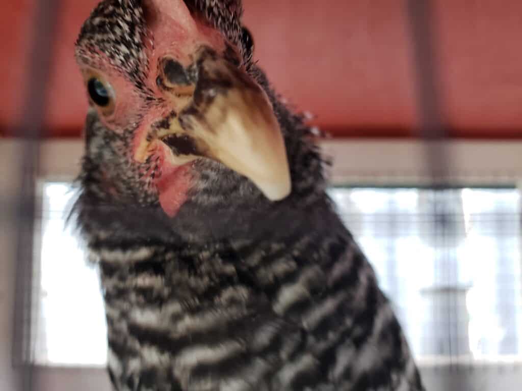 Raising backyard chickens