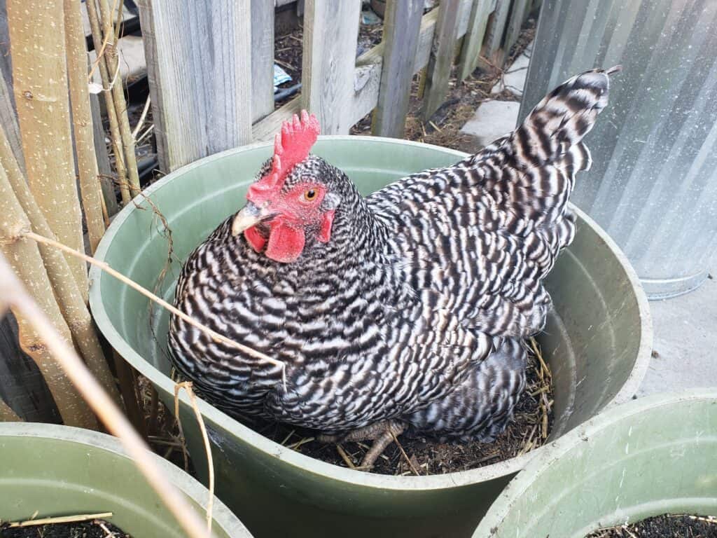 Raising backyard chickens