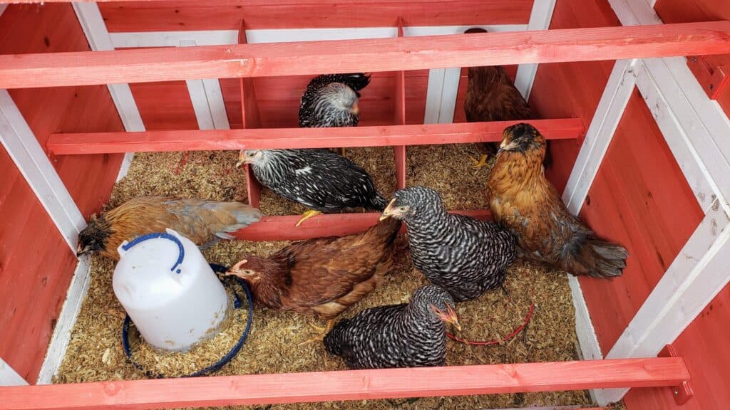 Raising backyard chickens