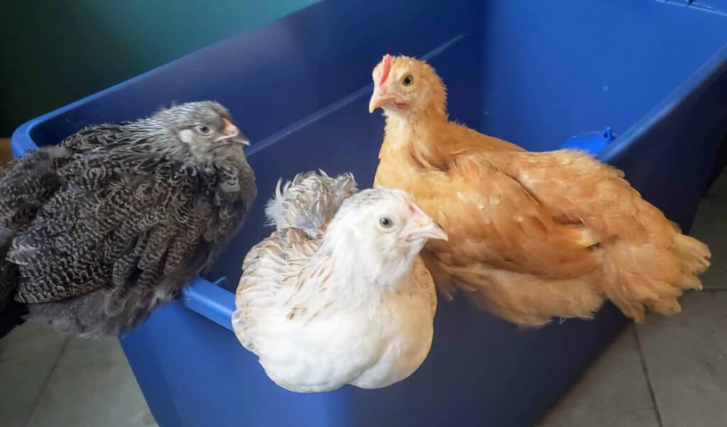 Raising backyard chickens