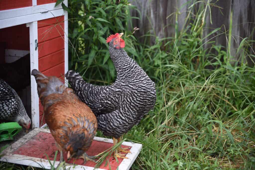 Raising backyard chickens