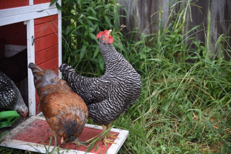Best Tools for Raising Backyard Chickens
