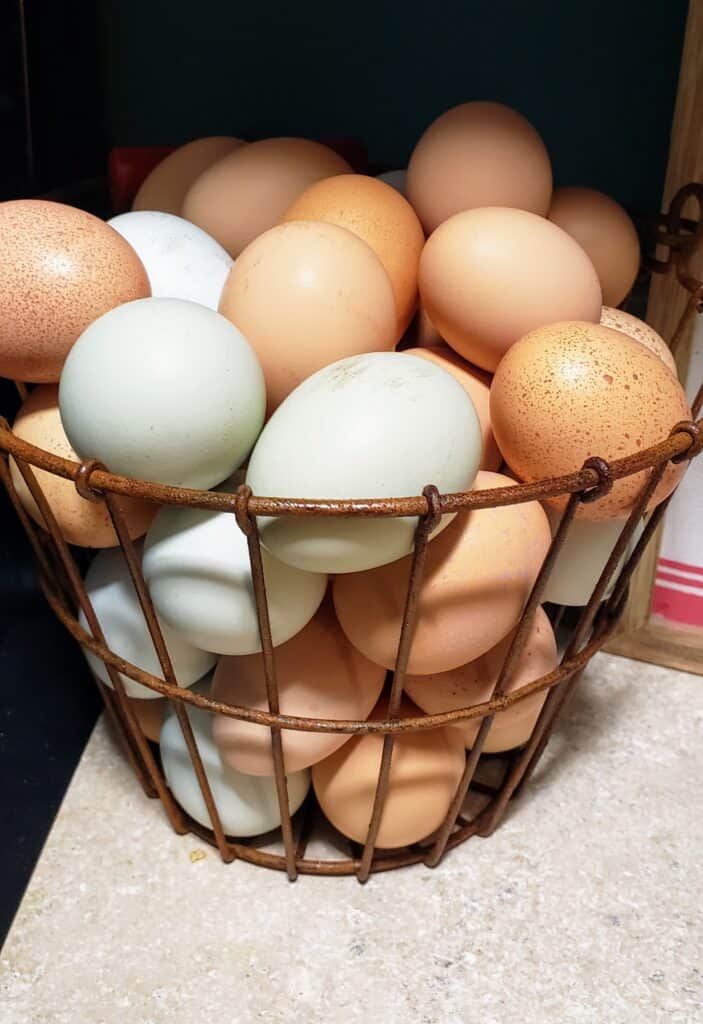 Raising backyard chickens