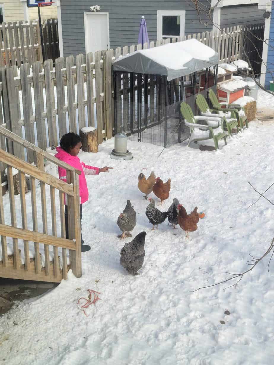 10 Mistakes to Avoid When Choosing A Chicken Coop Location