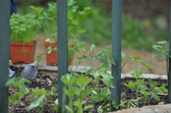 Homestead Blog Hop Feature - How to Choose the Best Garden Space