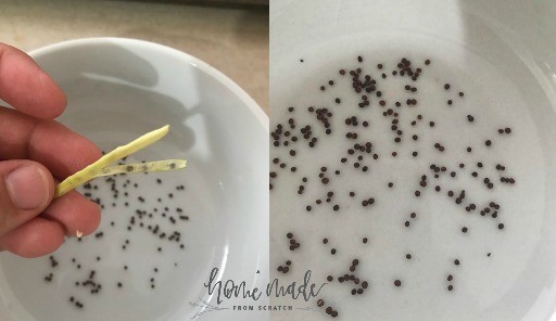 Homestead Blog Hop Feature - how to Choose Seeds for your family and garden
