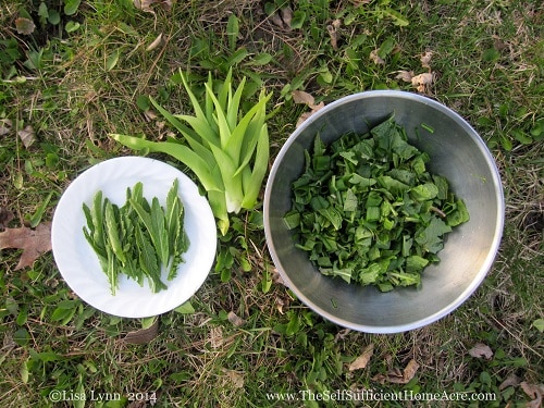 Homestead Blog Hop Feature - How to Find Free Food by Urban Foraging