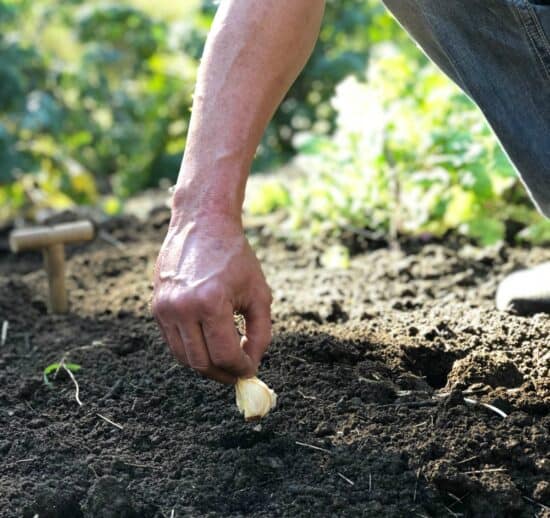 Homestead Blog Hop Feature - Amazing Garlic How to Plant for Next Years Crop