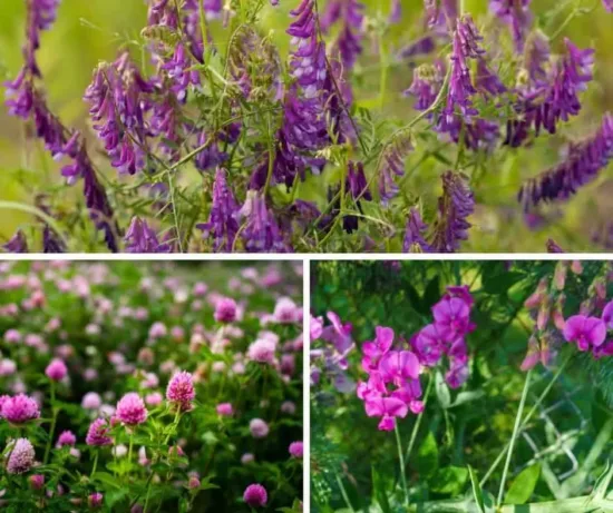 Hoemstead Blog Hop Feature - How to use a cover crop in your permaculture garden