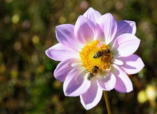Homestead Blog Hop Feature - Plants for Beneficial Insects