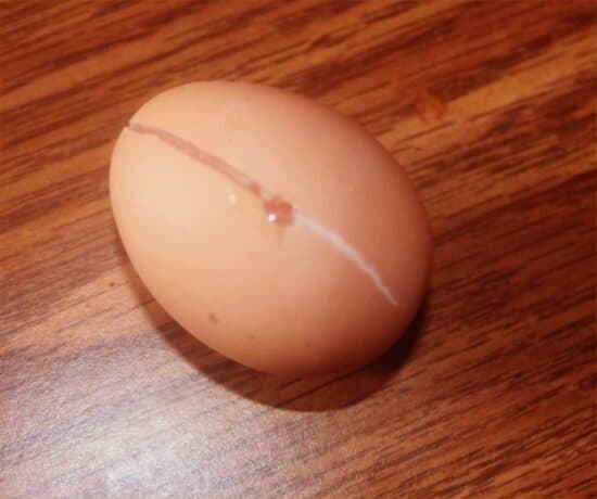 Homestead Blog Hop Feature - About Those Winter Frozen Eggs