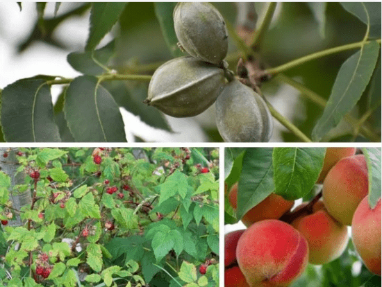 Homestead Blog Hop Feature - How Much Land is Needed to Grow a Permaculture Food Forest