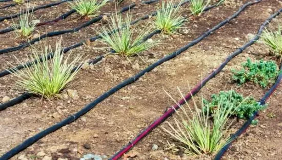 Homestead Blog Hop Feature - DIY-Hose-Drip-Irrigation