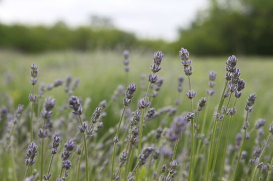 Homestead Blog Hop Feature - How to Grow Herbs