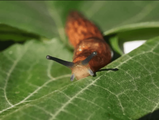 Homestead Blog Hop Feature - How to Stop Slugs Organically