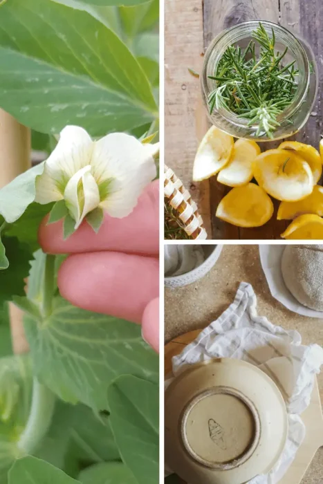 Homestead Blog Hop Feature - 17 Ways to Start Apartment Homesteading