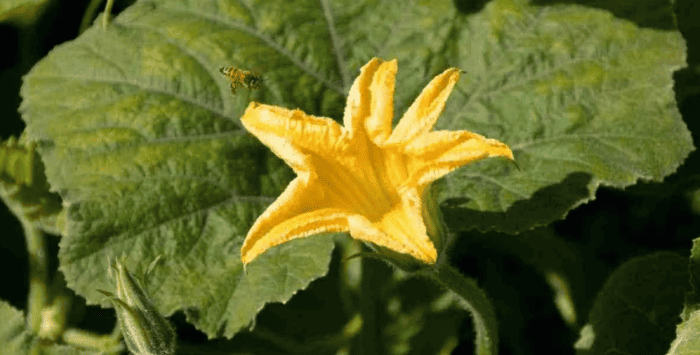 Homestead Blog Hop Feature - How to Attract Bees to Your Garden