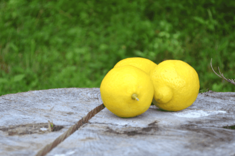 Homestead Blog Hop Feature - Enhance Daily Life with Lemons