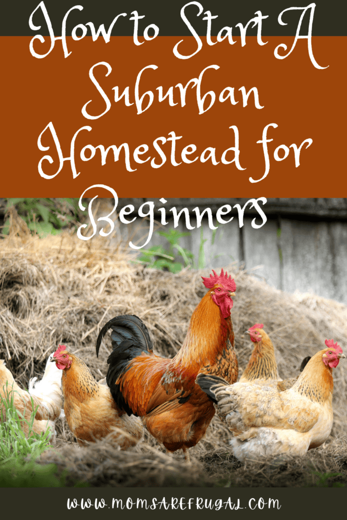 Homestead Blog Hop Feature - How to Start a Suburban Homestead for Beginners