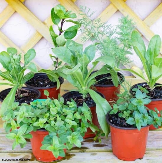 Homestead Blog Hop Feature - 12 Easy Herbs to Grow from Seed