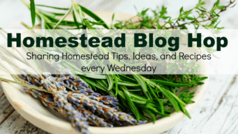 Homestead Blog Hop 600 | Graduation, Sweet Corn, and Herb Harvesting